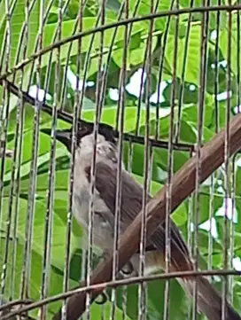 Dijual burung kutilang jantan madura