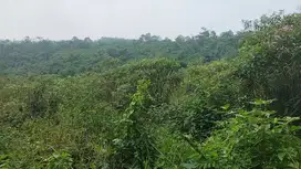 di jual tanah kebun dan peternakan