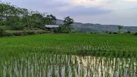 Jual tanah Sawah || 3X Panen || Air Melimpah