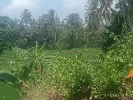 Kebun View Sawah Terasering cocok untuk Villa di Pesagi Penebel