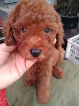 Jual anjing Red Toy Poodle jantan