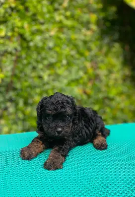 Anjing Toy Poodle