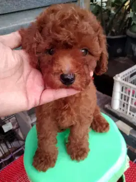 Jual anjing Red Toy Poodle Betina