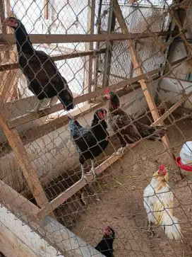 Indukan betina ayam kampung KUB