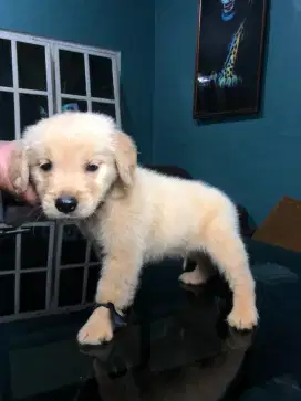 Golden retriever puppies