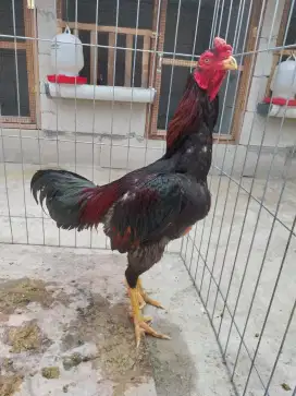 Ayam Bangkok Klasik