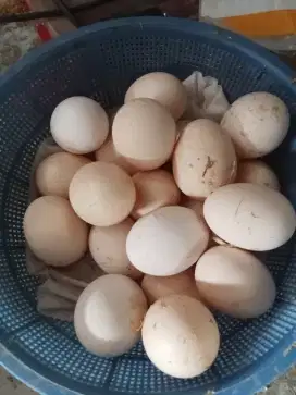 Telur ayam kampung