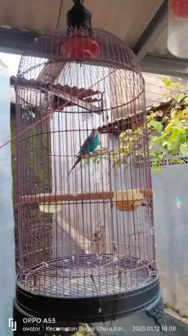 burung parkit dan jalak kerbau