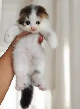 Scottish fold/bsh/munchkin