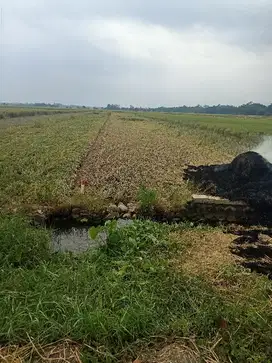 sawah produktif strategis Utara SMK NU Kesesi