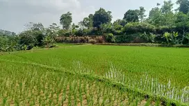 Sawah Produktif 4570 m, Omzet 3 Ton, Darangdan, PWK.