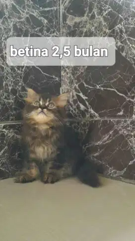 anak kucing betina mainecoon pure breed