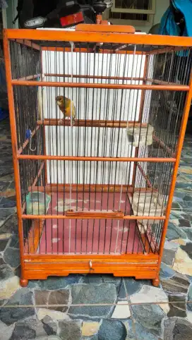 Burung Kenari Seri AF / Loper Super Gacor Dor Full Set