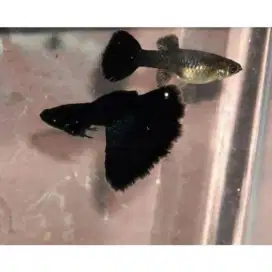 Guppy black Moskow indukan