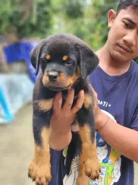 Rottweiler Puppy anakan