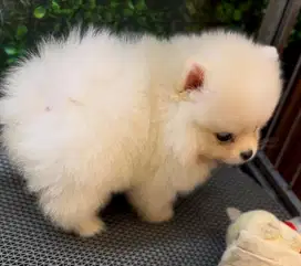 DIJUAL MINI POM 2 BULAN JANTAN