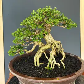 BONSAI SANCANG EKSPOSE ROOT