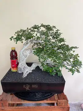 BONSAI SERUT SEMI CASCADE