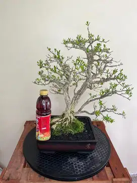 BONSAI BOXUS SIAP PAJANG