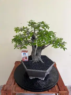 BONSAI MUSTAM SIAP PAJANG