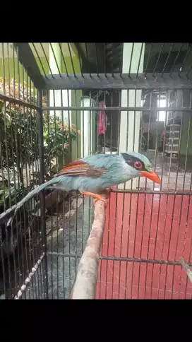 Burung Jovin Sudah Bunyi Rajin