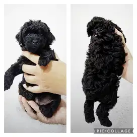 Poodle Black Jantan