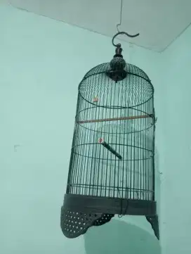 Sangkar Lovebird  kondisi siap pakai