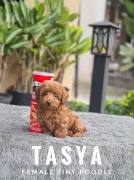 Tiny red poodle betina stambum super lucu