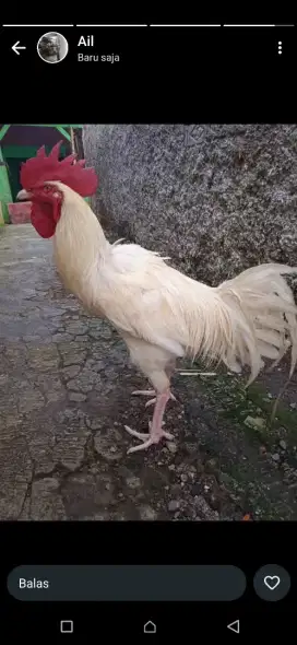 Ayam pelung putih polos