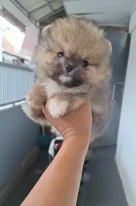 Super minipom sable