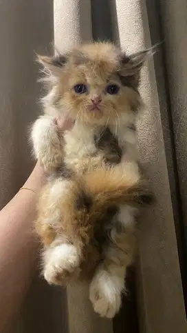 KITTEN PERSIAN FLATNOSE