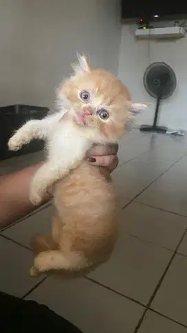 KITTEN PERSIAN FLATNOSE