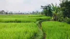 DIJUAL SAWAH POSISI STRATEGIS (PINGGIR JALAN RAYA)