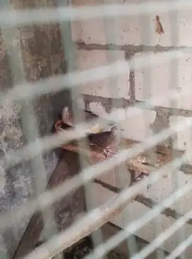 Burung derkuku kelantan 1 jodoh