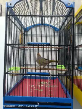 Jual Sepasang (satuan) Burung Cucak Rowo Usia Mapan.Non DNA.