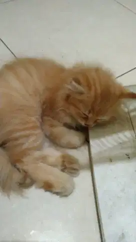 Kucing anggora jantan