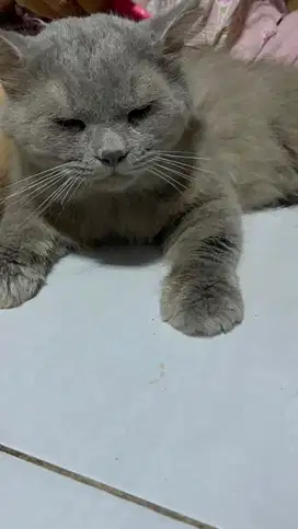 Kucing persia jantan