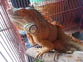 Iguana Orange indukan jantan