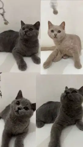 Kucing British Short Hair| kucing bsh