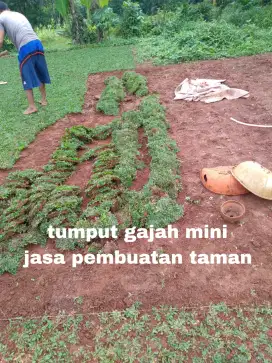Rumput gajah miini