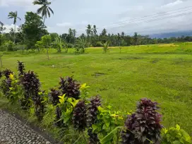 Dijual tanah murah,1,17 ha di carangsari Badung Bali bonus bangunan