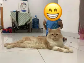 Lepas Adopt Persia Flatnose Bulu Kapas