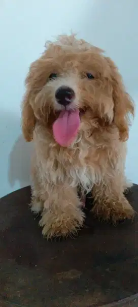 Anjing Maltipoo Jantan 5 bulan