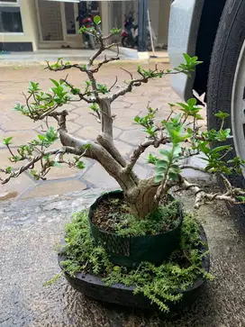 bonsai sancang 20cm