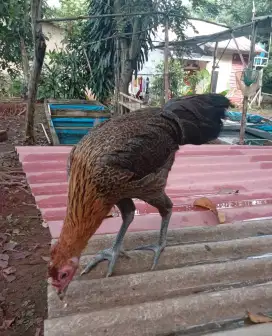 Ayam Pelung Anakan