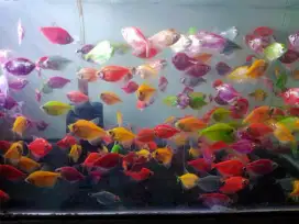 Ikan glowfish murah meriah