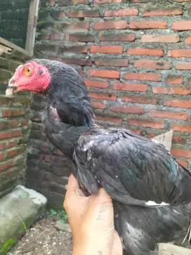 Ayam Bangkok jantan