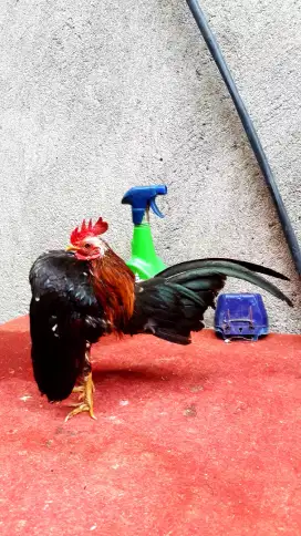 Ayam Serama Jantan Muda