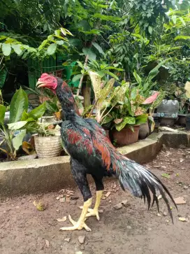 Ayam Bangkok muda