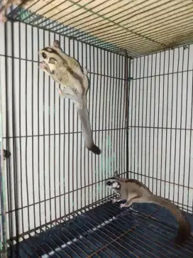 sugar glider sepasang